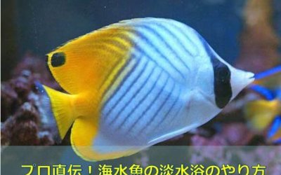 【プロの手法】海水魚の淡水浴の方法！