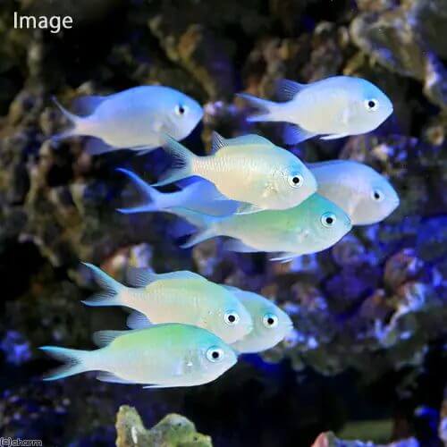 超絶綺麗 青い魚ランキングbest10 水槽レンタル神奈川 マリブ 海水専門 メンテナンス