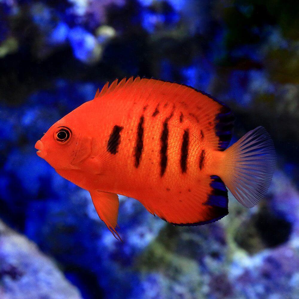 情熱の色 赤色の魚ランキングbest5 水槽レンタル神奈川 マリブ 海水専門 メンテナンス