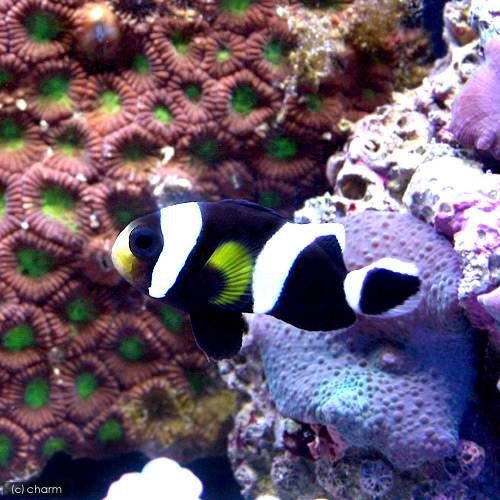 海水魚水槽 人気のクマノミ5種類 水槽レンタル神奈川 マリブ 海水専門 メンテナンス