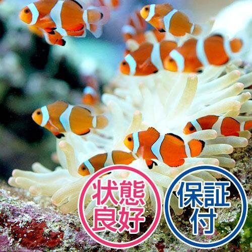 プロが選ぶ 丈夫な海水魚ランキングbest5 水槽レンタル神奈川 マリブ 海水専門 メンテナンス
