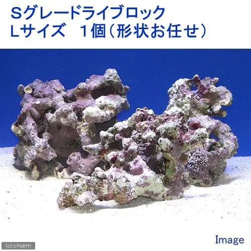 海水水槽 失敗しないライブロックの選び方や寿命 水槽レンタル神奈川 マリブ 海水専門 メンテナンス