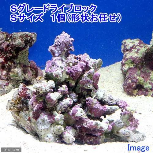 海水水槽 失敗しないライブロックの選び方や寿命 水槽レンタル神奈川 マリブ 海水専門 メンテナンス