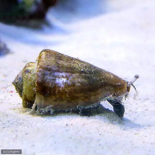 背骨のない海の生き物一覧 水槽レンタル神奈川 マリブ 海水専門 メンテナンス