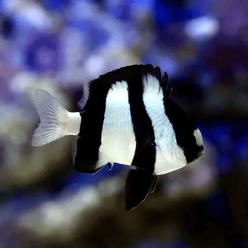 白黒模様の魚ランキングbest5 水槽レンタル神奈川 マリブ 海水専門 メンテナンス