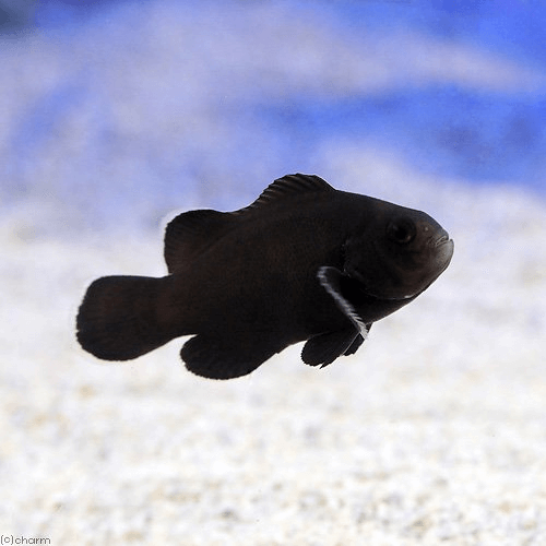 渋カッコイイ 黒い色のクマノミbest3 水槽レンタル神奈川 マリブ 海水専門 メンテナンス