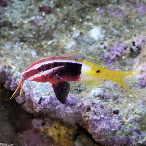 魚のヒゲの役割 種類も掲載 水槽レンタル神奈川 マリブ 海水専門 メンテナンス