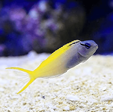容姿端麗 超絶かっこいい魚の種類ランキングbest5 水槽レンタル神奈川 マリブ 海水専門 メンテナンス