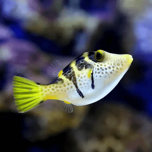 選 かわいい魚が大集結 胸キュン確定の画像の連続 水槽レンタル神奈川 マリブ 海水専門 メンテナンス