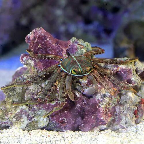 カニが熱い 海水水槽で人気のカニbest3 水槽レンタル神奈川 マリブ 海水専門 メンテナンス