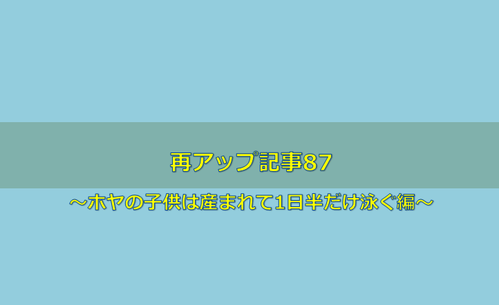 ホヤの子供は産まれて1日半だけ泳ぐ編 再アップ記事87 水槽レンタル神奈川 マリブ 海水専門 メンテナンス