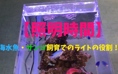 【照明時間】海水魚・サンゴ飼育でのライトの役割！